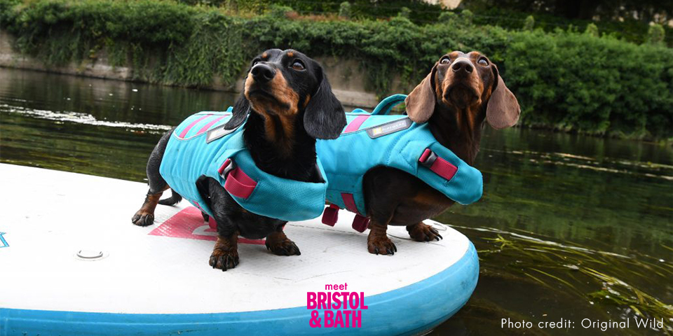 Two dogs on an Original Wild paddleboard with the Meet Bristol logo at the bottom